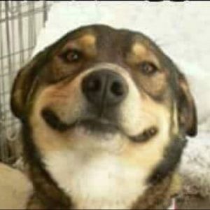 Meet your Posher, Steve